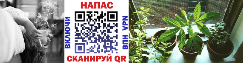 Марихуана OG Kush  Грязовец 